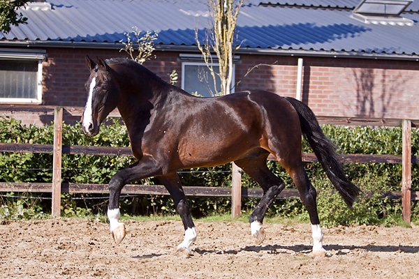 paard zweet veel