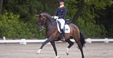 florencio, team nijhof, stallion, hengst, hans peter minderhoud, dressuur
