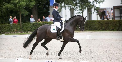 firestone, dressage, stallion, hengst, team bijhof