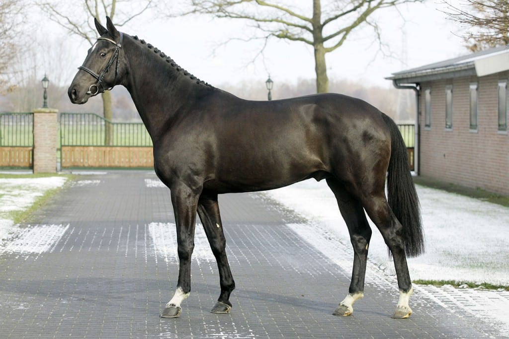 floris, stallion, hengst, team nijhof