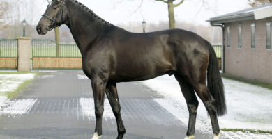 floris, stallion, hengst, team nijhof