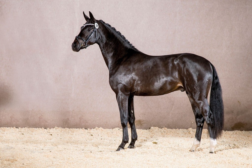 stallion, hengst, dressage, dressuur, team nijhof