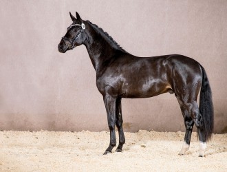 stallion, hengst, dressage, dressuur, team nijhof