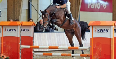 grandorado, hengsten, stallions, team nijhof, jumping