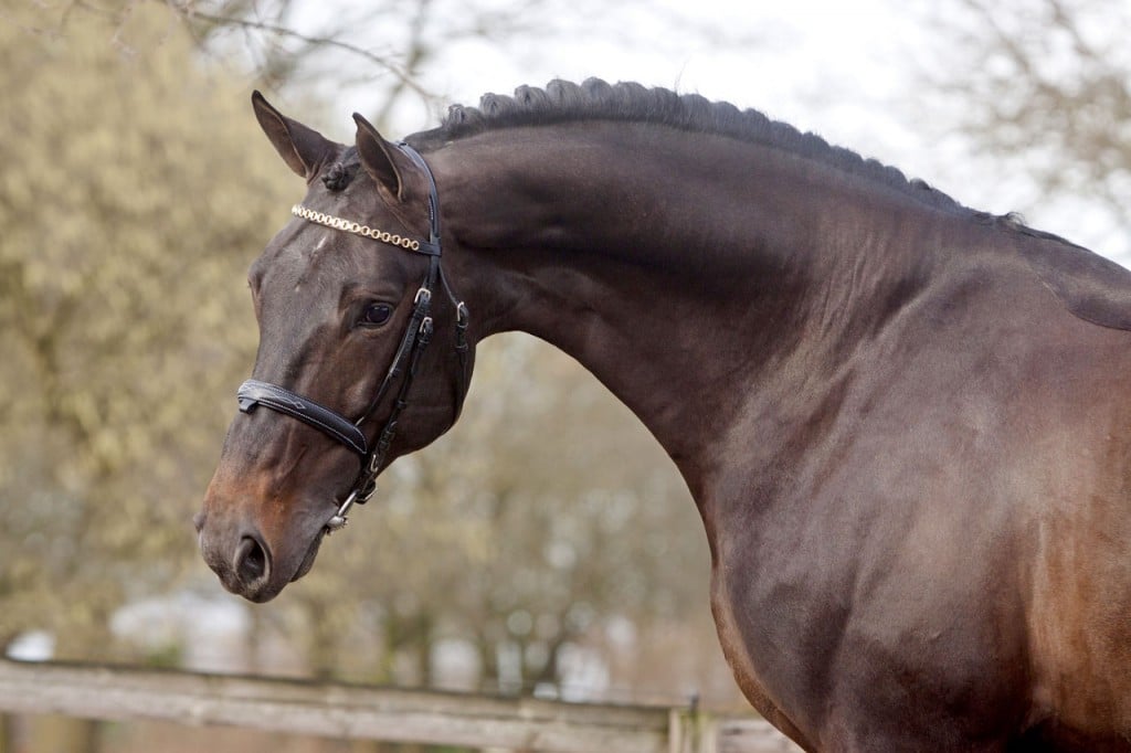 starpower, hengst, stallion, hengstenhouderij, fokkerij, team nijhof