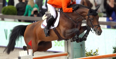 verdi, team nijhof, stallion, hengst, jumping