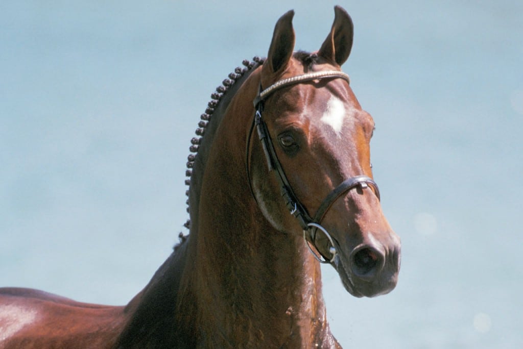 wolfgang, springen, Hengst, stallion, hengstenhouder, team nijhof, diepvries