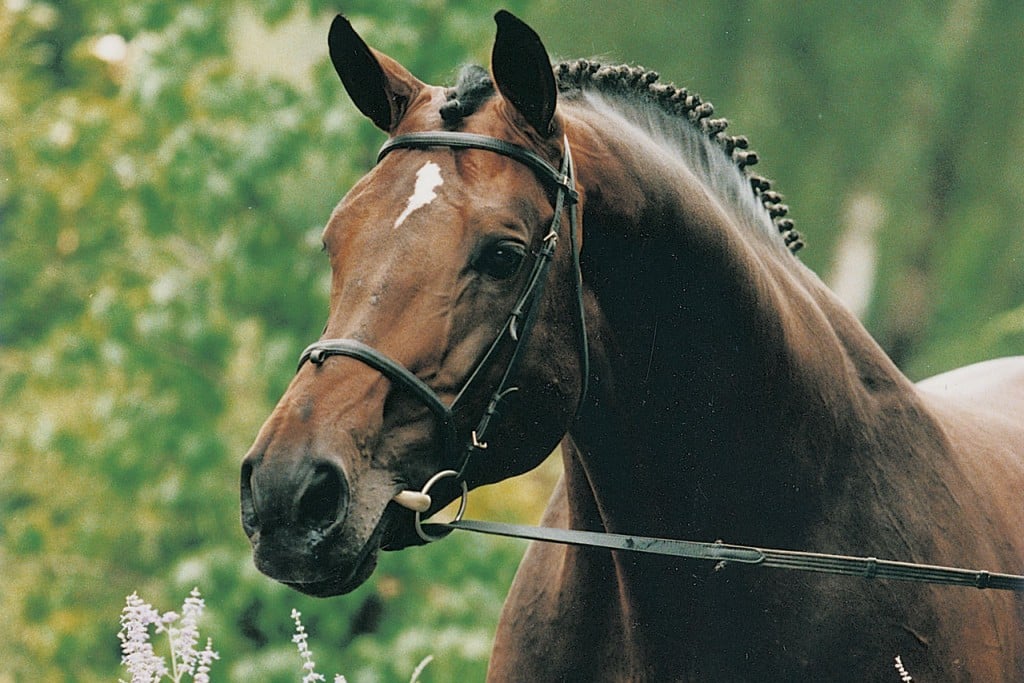 burggraaf, hengst, stallion, hengstenhouderij, team nijhof