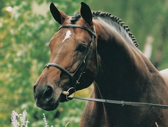 burggraaf, hengst, stallion, hengstenhouderij, team nijhof