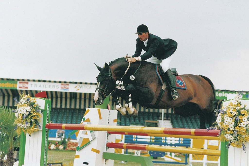 concorde, hengst, stallion, team nijhof, hengstenhouderij