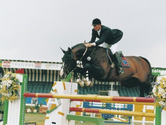 concorde, hengst, stallion, team nijhof, hengstenhouderij