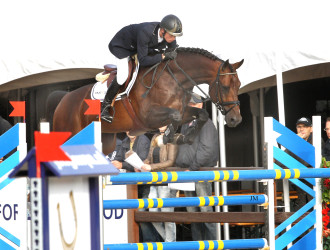 team nijhof, hengst, stallion