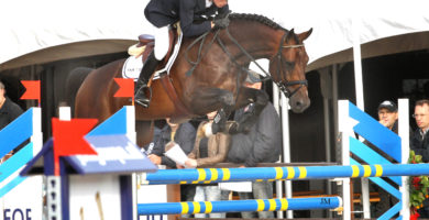 team nijhof, hengst, stallion