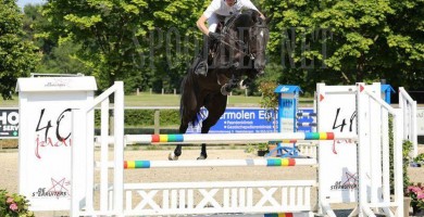 hengsten, stallions, jumping, team nijhof