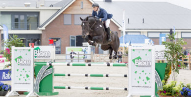 floris, stallion, hengst, team nijhof