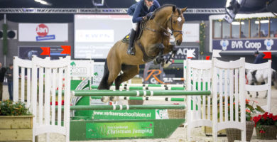 hengst, stallion, team nijhof, jumping, hengstenhouderij