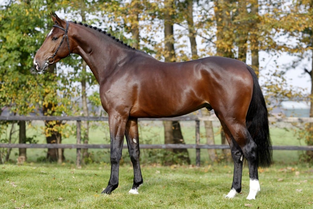 stallion, hengst, dressuur, grandorado, dekken, fokkerij, team nijhof