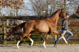 impact, dressuur, hengst, stallion, team nijhof, hengstenhouderij