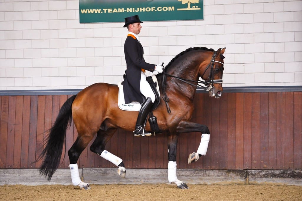 team nijhof, Johnson, dressage, dressuur, van minderhoud, jazz, hengst, stallion