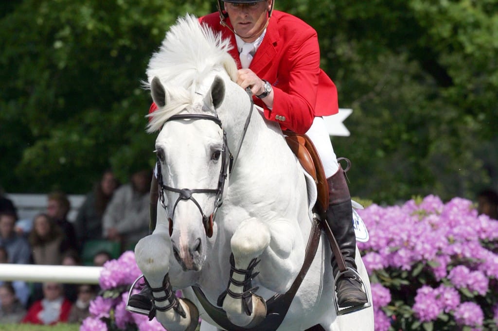 larino, hengst, stallion, team nijhof, hengstenhouder, fokkerij