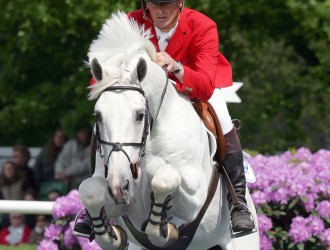 larino, hengst, stallion, team nijhof, hengstenhouder, fokkerij