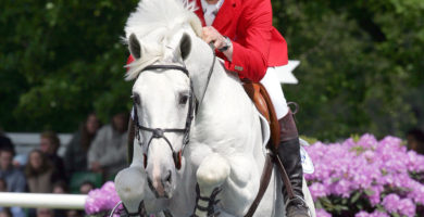 larino, hengst, stallion, team nijhof, hengstenhouder, fokkerij