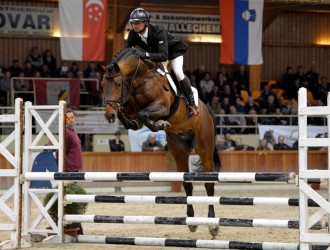 hengst, stallion, hengstenhouder, latour, team bijhof, dekhengst