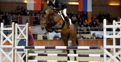 hengst, stallion, hengstenhouder, latour, team bijhof, dekhengst