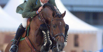 hengst, stallion, team nijhof, hengstenhouder, fokkerij