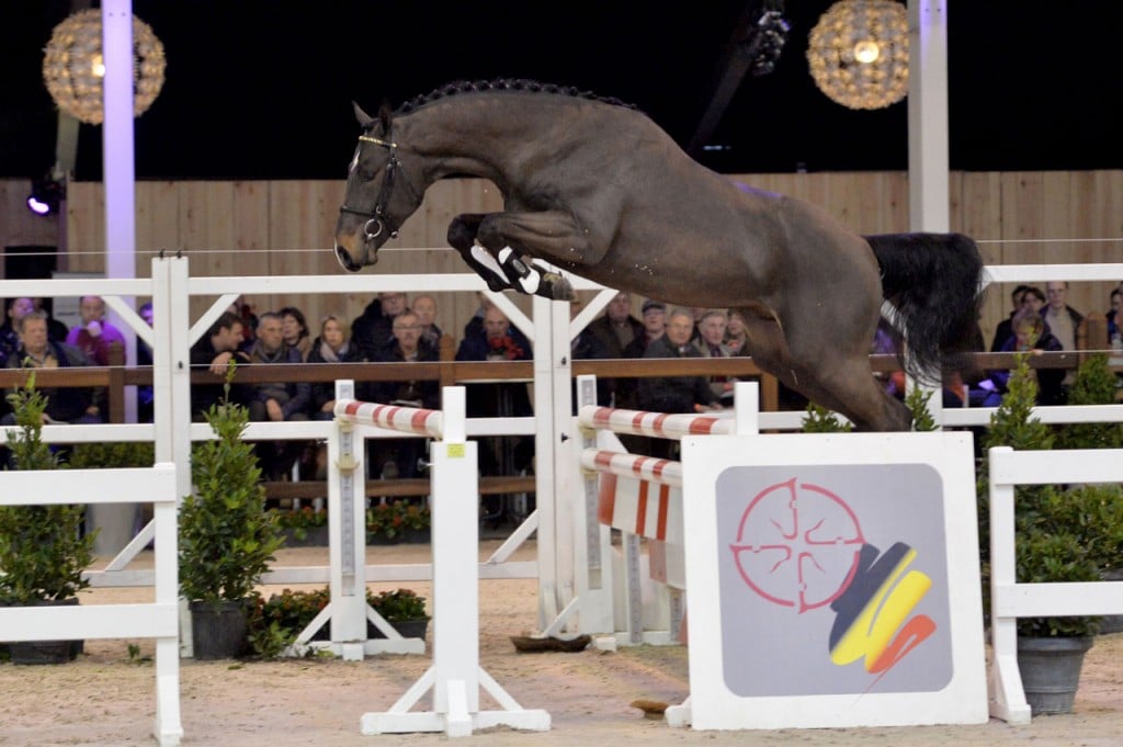 hengst, stallion, springen, team nijhof, maestro van den bisschop, hengstenhouder