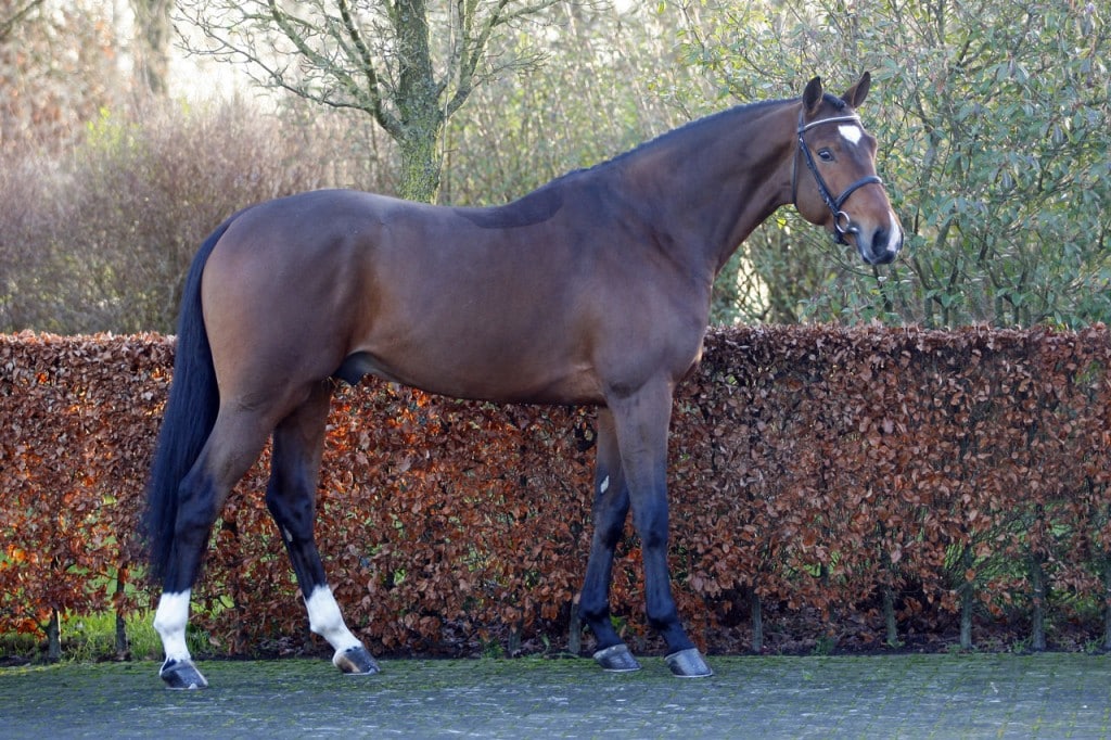 dekhengst, stallion, team nijhof, hengstenhouder, malibu