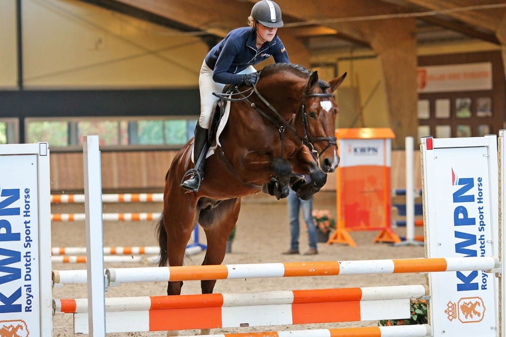 dekhengst, stallion, team nijhof, hengstenhouder, malibu