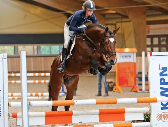 dekhengst, stallion, team nijhof, hengstenhouder, malibu