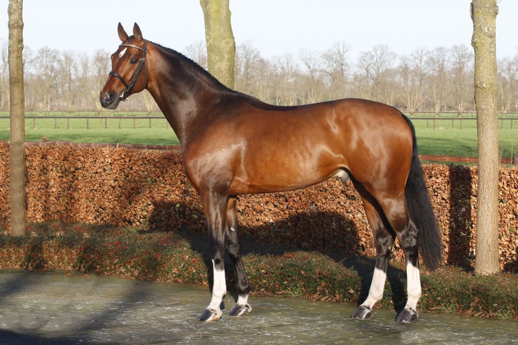 pilathago, team bijhof, hengstenhouderij, stallion, hengst