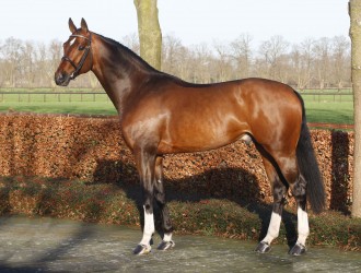 pilathago, team bijhof, hengstenhouderij, stallion, hengst