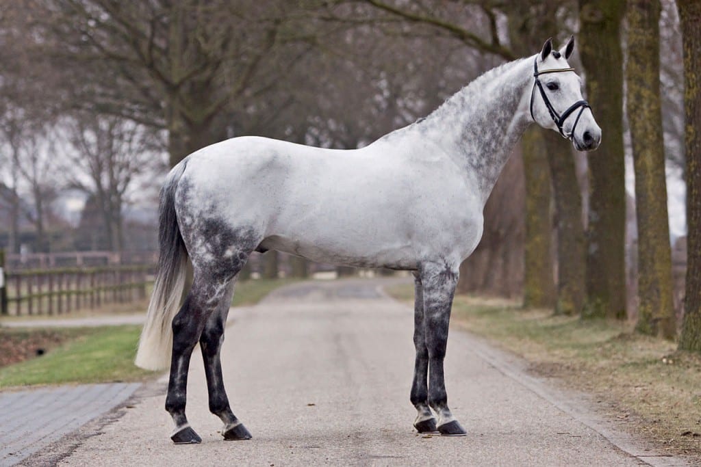 quality time, hengsten, stallion, team nijhof, hengstenhouder