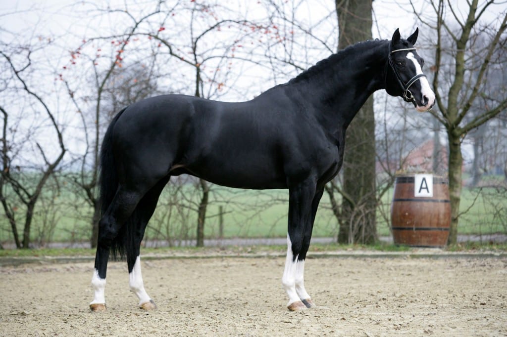 dressuur, team nijhof, hengst, stallion