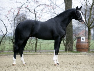 dressuur, team nijhof, hengst, stallion