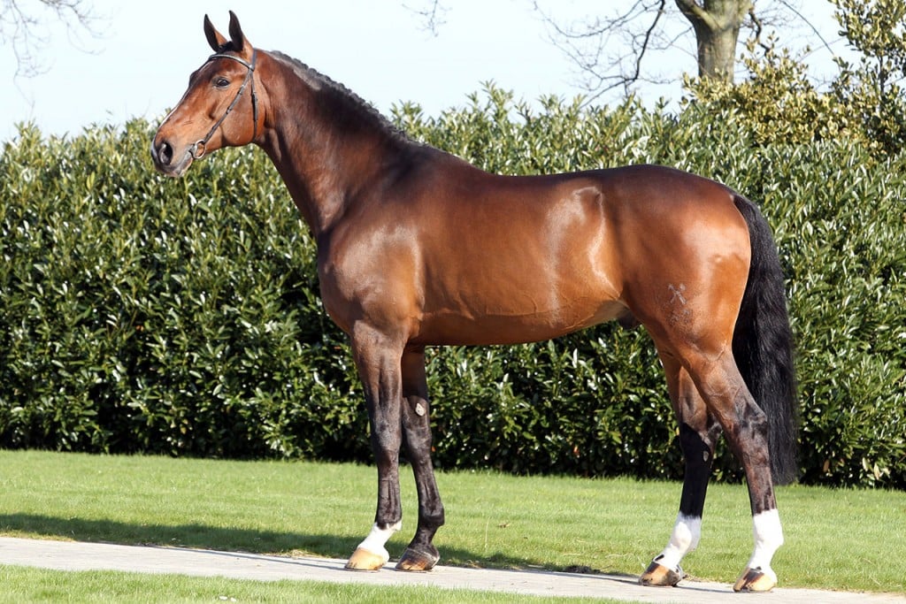 spartacus, marco kutscher, team nijhof, hengst, stallion