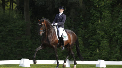 spielberg, hengst, stallion, dressage, team nijhof