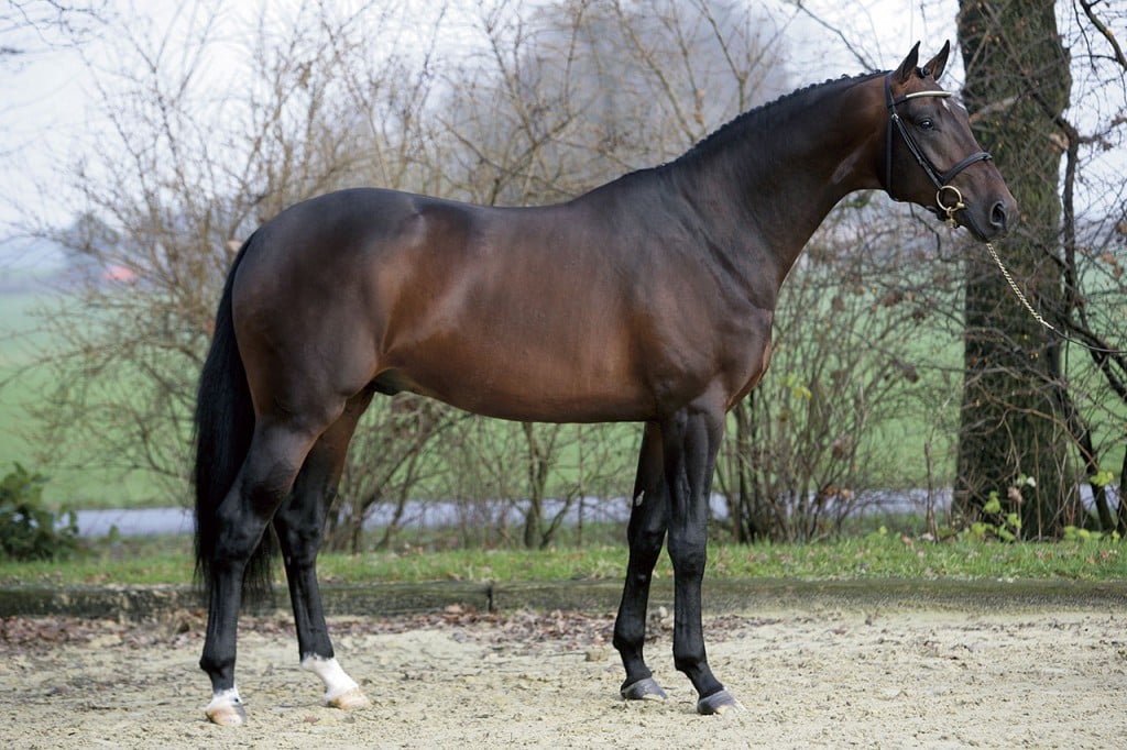 spielberg, hengst, stallion, dressage, team nijhof