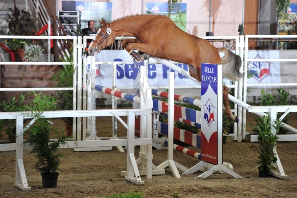 hengst, stallion, team nijhof, hengstenboer, fokkerij