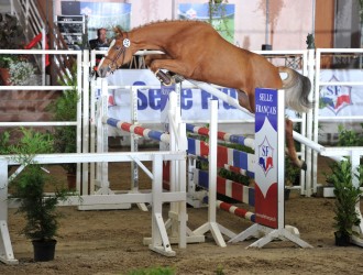 hengst, stallion, team nijhof, hengstenboer, fokkerij