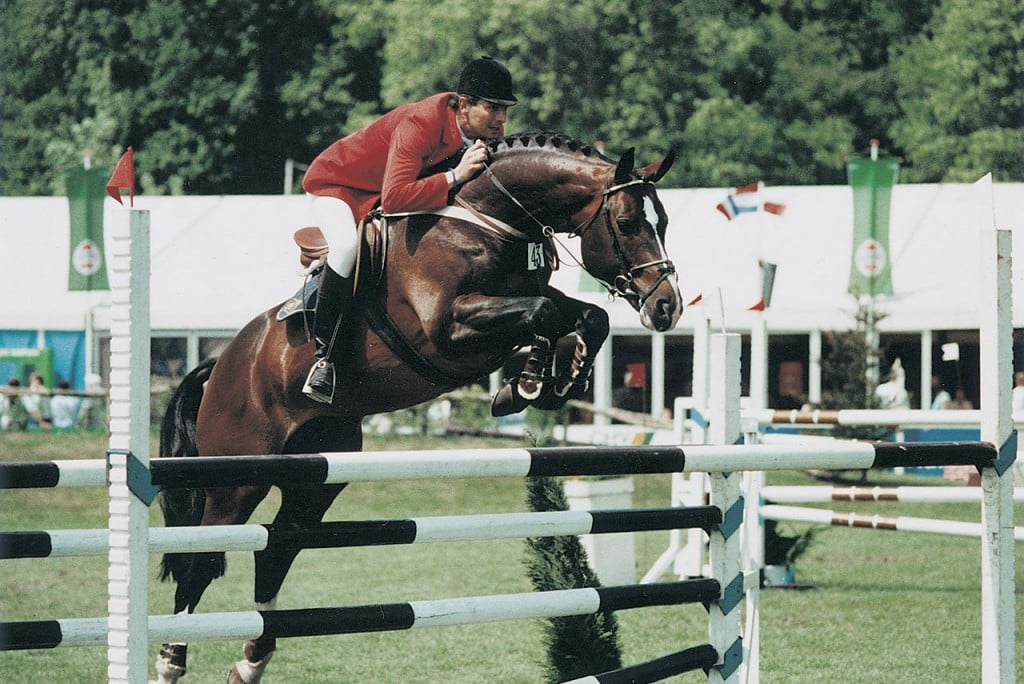 voltaire, hengst, stallion, team nijhof, hengstenhouder, fokker