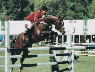 voltaire, hengst, stallion, team nijhof, hengstenhouder, fokker