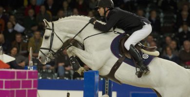 zacharov, hengst, stallion, hengstenhouderij, team nijhof