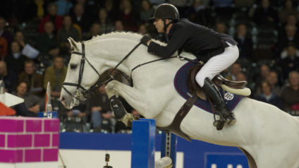 zacharov, hengst, stallion, hengstenhouderij, team nijhof