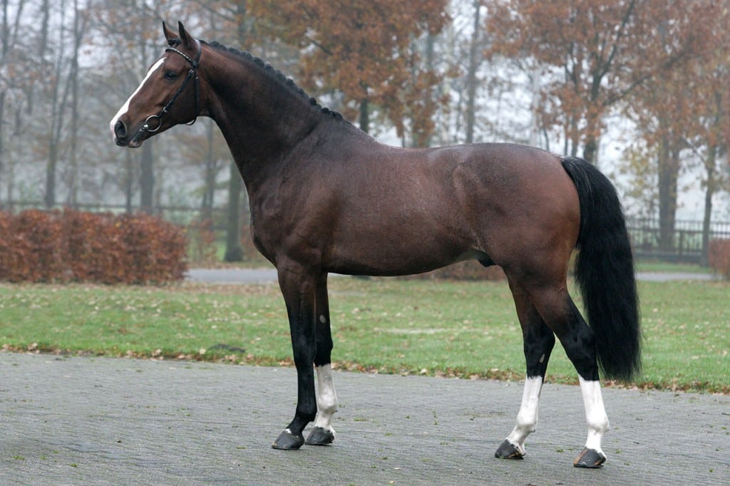 hengst, stallion, zambesi, team nijhof, hengstenhouder