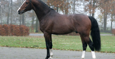 hengst, stallion, zambesi, team nijhof, hengstenhouder