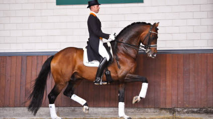 dressuur, team nijhof, hengst, stallion